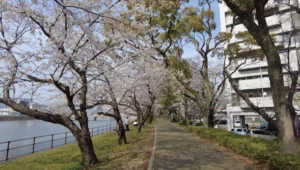 広島桜散策 長寿園
