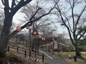 土師ダム 桜三分咲き